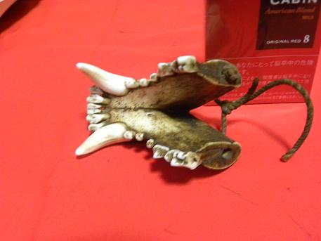☆古い野獣の牙☆根付☆狼☆熊☆魔除け☆お守り☆マタギ☆アイヌ(根付