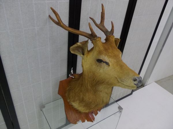 鹿 シカ 頭部剥製 壁飾り オブジェ インテリア 科学 自然 売買されたオークション情報 Yahooの商品情報をアーカイブ公開 オークファン Aucfan Com