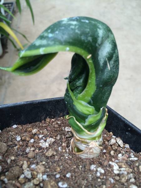 サンスベリア・バードビーク Sansevieria bird beak(観葉植物)｜売買