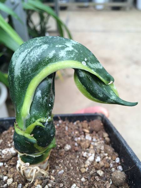 サンスベリア・バードビーク Sansevieria bird beak(観葉植物)｜売買
