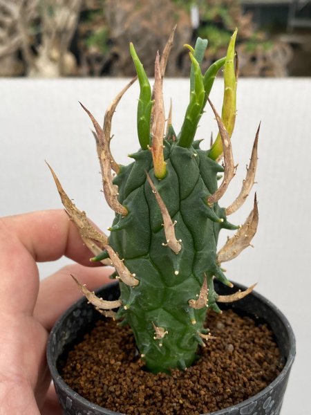 スコエンランディ ユーフォルビア 抜き苗畑地植え 0 「実生