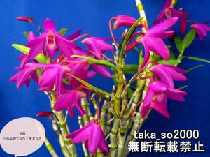 セッコクのヤフオク の相場 価格を見る ヤフオク のセッコクのオークション売買情報は1 667件が掲載されています