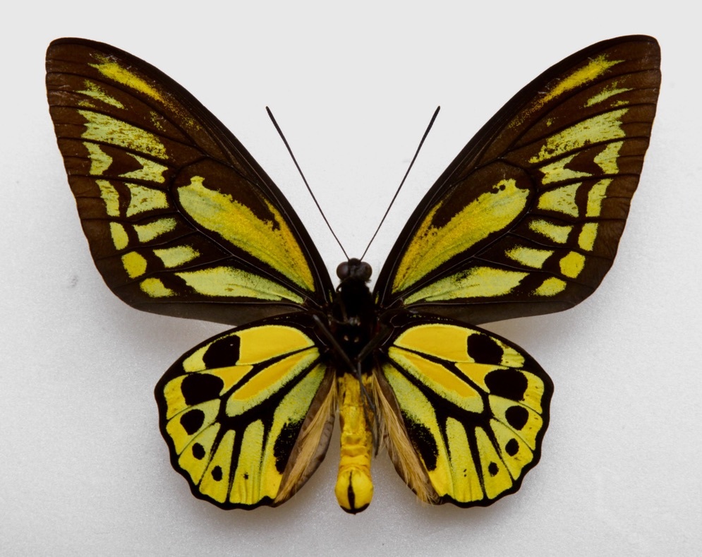□外国産蝶標本 アカメガネトリバネアゲハ A♂ ハルマヘラ島 産 (W01