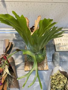 ビカクシダ グランデのヤフオク の相場 価格を見る ヤフオク のビカクシダ グランデのオークション売買情報は31件が掲載されています