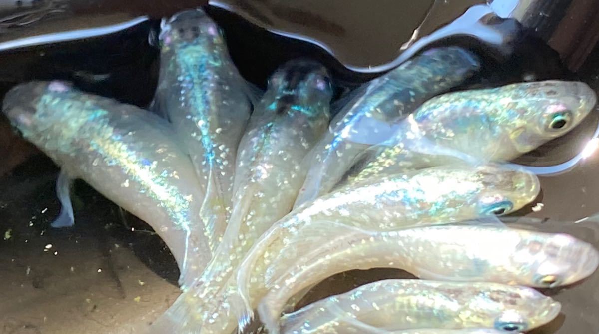 魔王改メダカの卵15個 A めだか 売買されたオークション情報 Yahooの商品情報をアーカイブ公開 オークファン Aucfan Com