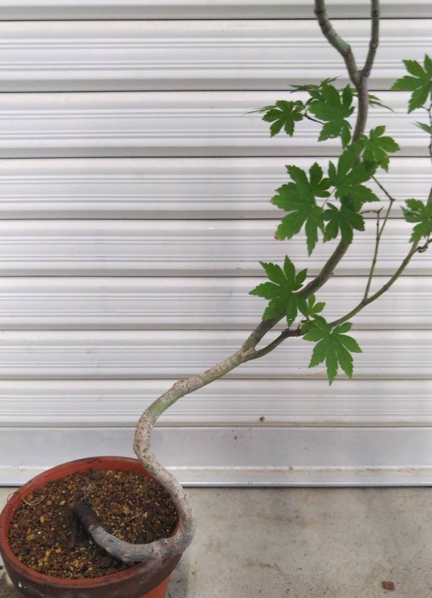 山採り⁄コハウチワカエデ⁄ヤマモミジ混合株現品発送管理80454 山採り