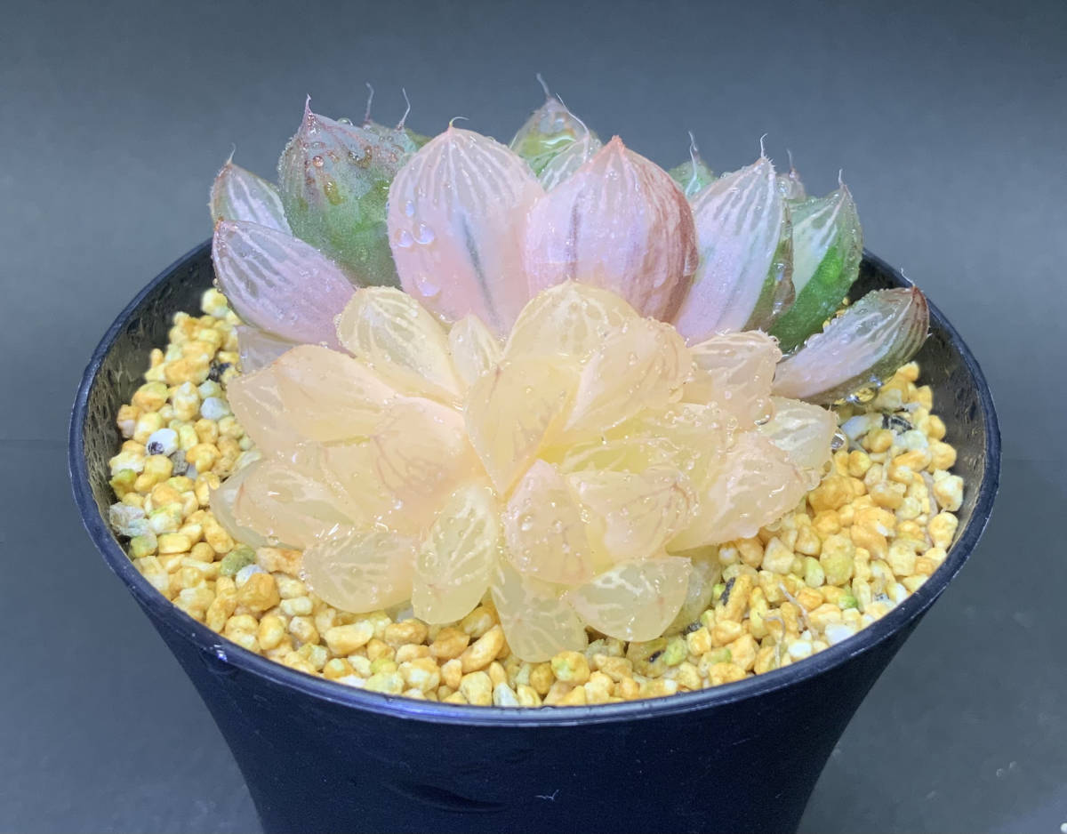多肉植物 ハオルチア オブツーサ錦 白黄色 ピンク色 60mm. 22