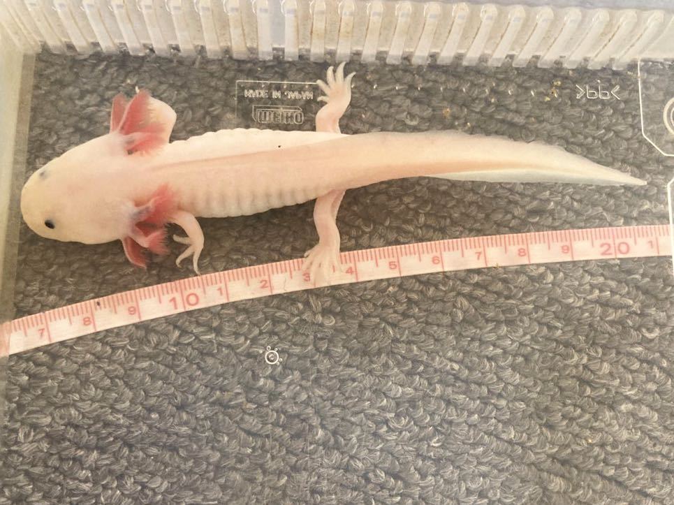 ウーパールーパー14 15cm リューシ1匹黒目 希望者に餌も イモリ サラマンダー 売買されたオークション情報 Yahooの商品情報をアーカイブ公開 オークファン Aucfan Com