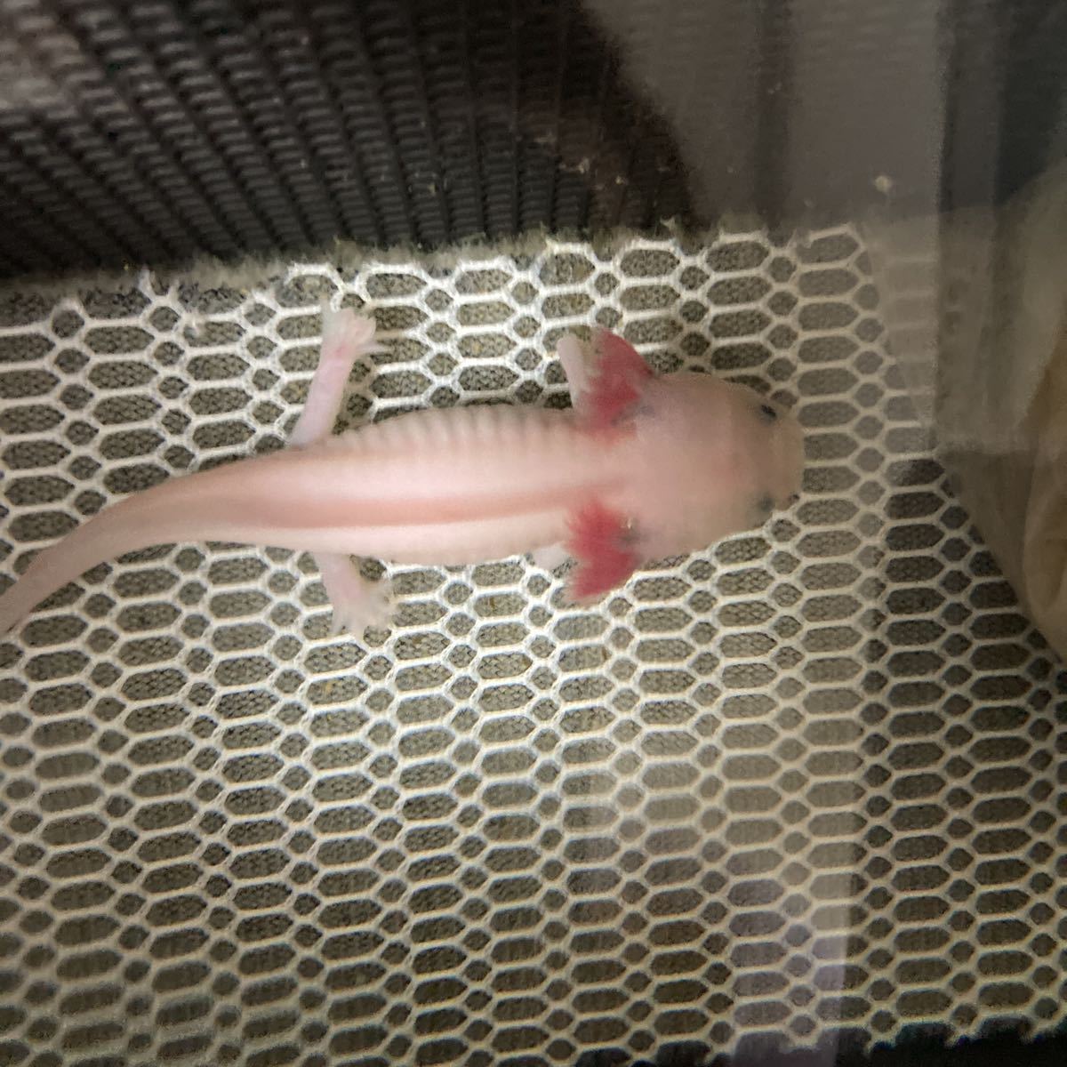 ウーパールーパー14 15cm リューシ1匹黒目 希望者に餌も イモリ サラマンダー 売買されたオークション情報 Yahooの商品情報をアーカイブ公開 オークファン Aucfan Com