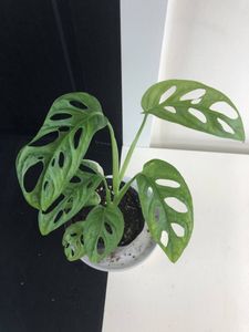 短納期対応 発根済み マドカズラ 極斑入り 斑入り 白斑 ミント クリーム 第1位獲得 Www Nigerianbanker Com