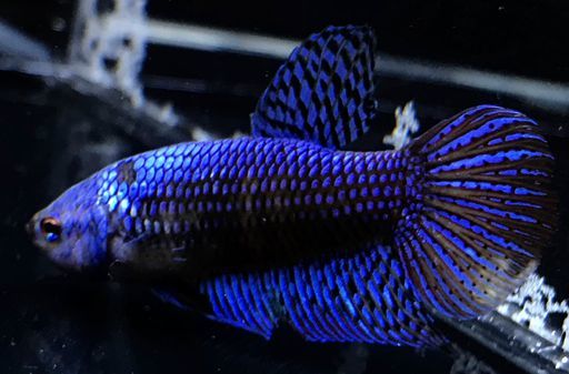 Betta Fish Prince of Blue Marble Dot Hawk OHM - ○○(ペア