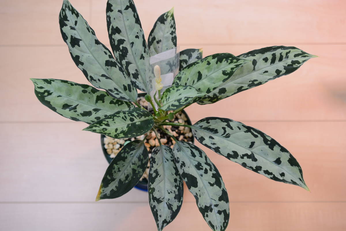 pictum Yahoo!オークション - [TB便 ネームド]アグラオネマ GW1707