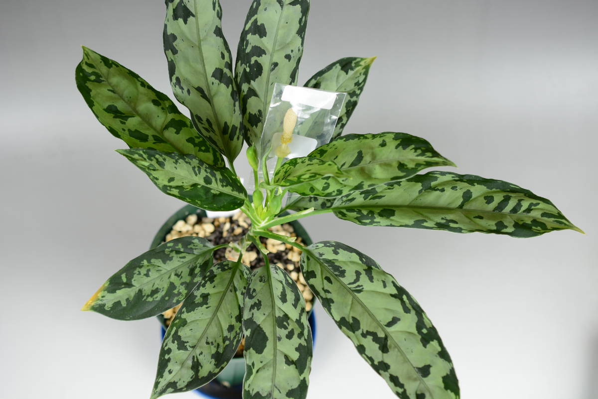 pictum Yahoo!オークション - [TB便 ネームド]アグラオネマ GW1707