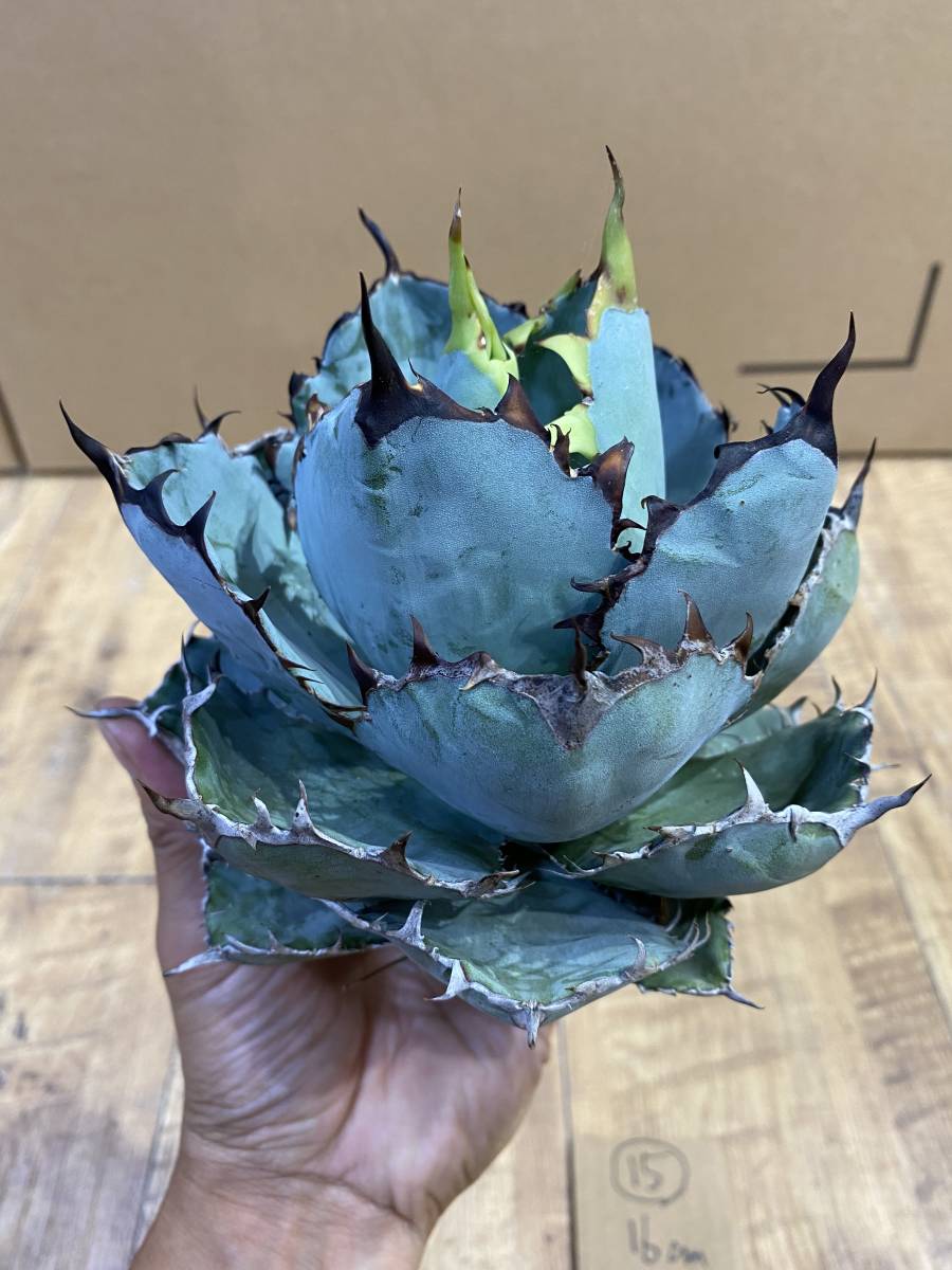 ★PCP特選★ Agave titanota Black & Blue ブラックアンドブルー アガベ チタノタ BB ティタノタ アメリカ輸入 ベアルート 新鮮 良型 15