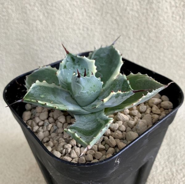 アガベ　大株　アトミックゴールド　雷帝錦 多肉植物：アガベ 雷帝錦 アトミックゴールド*幅9cm 現品！一品限り