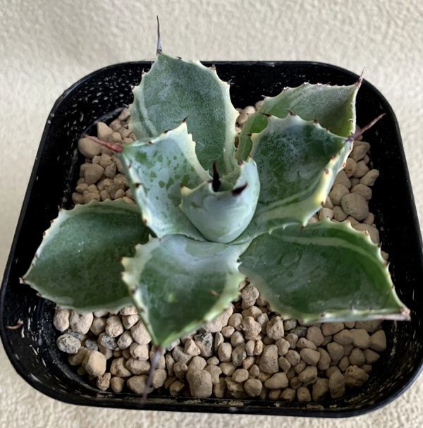 アガベ アトミックゴールド 雷帝錦 子株付き Agave isthmensis