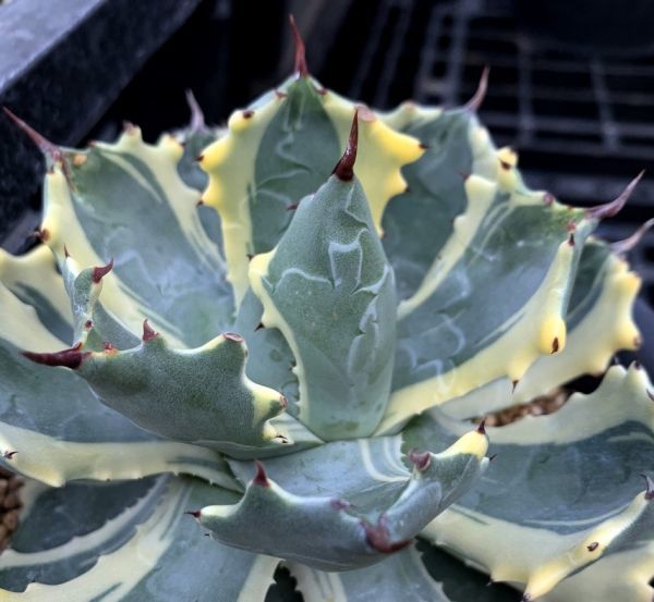 アガベ アトミックゴールド 雷帝錦 子株付き Agave isthmensis