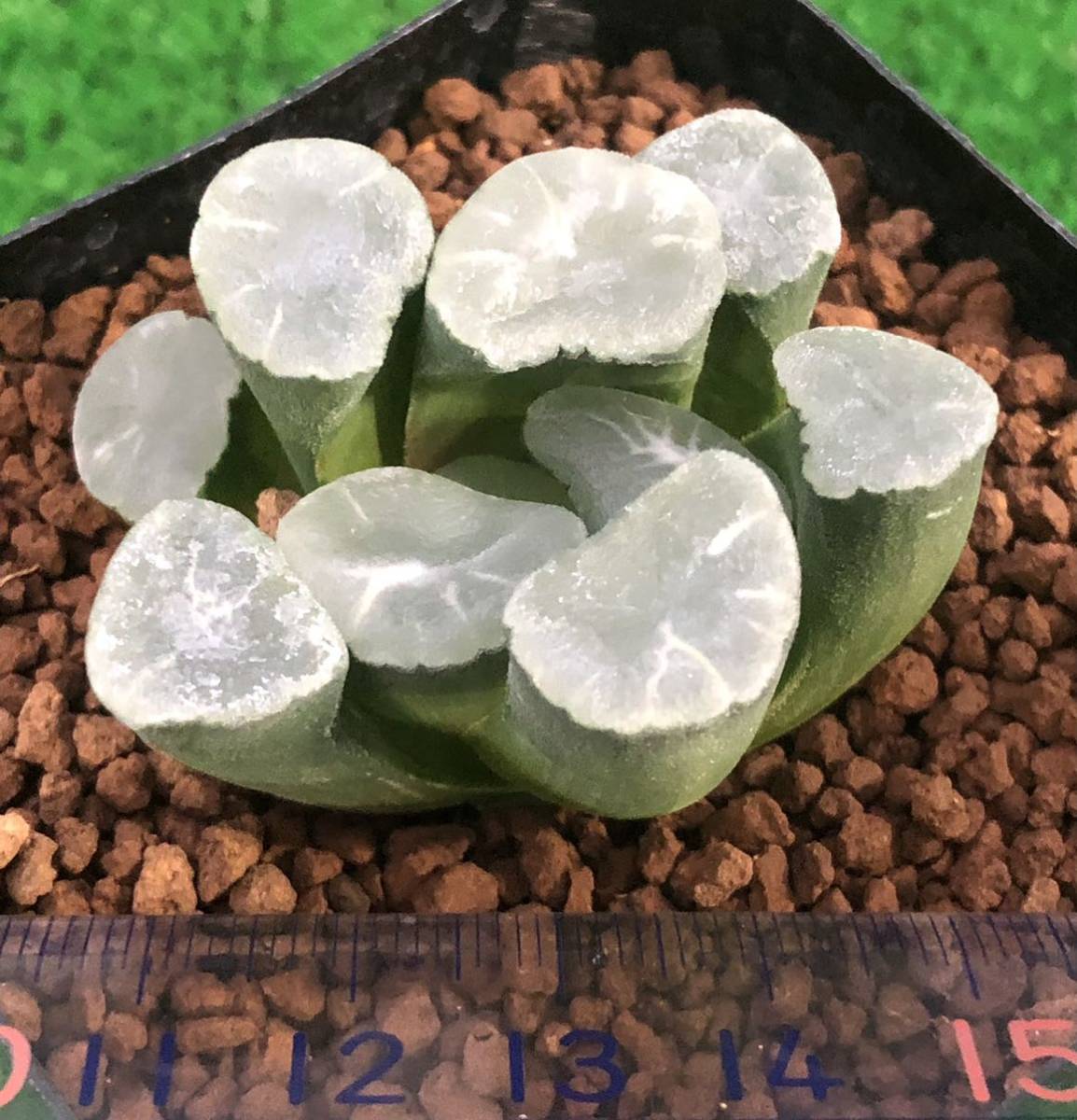 ハオルチア 多肉植物 - 万象 万象錦 Yahoo!オークション オーロラ 鮮明