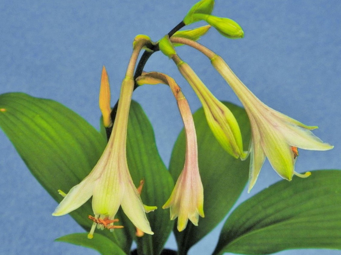 ギボウシ | かぎけん花図鑑 hybrids Hosta ホスタ スダレギボウシ