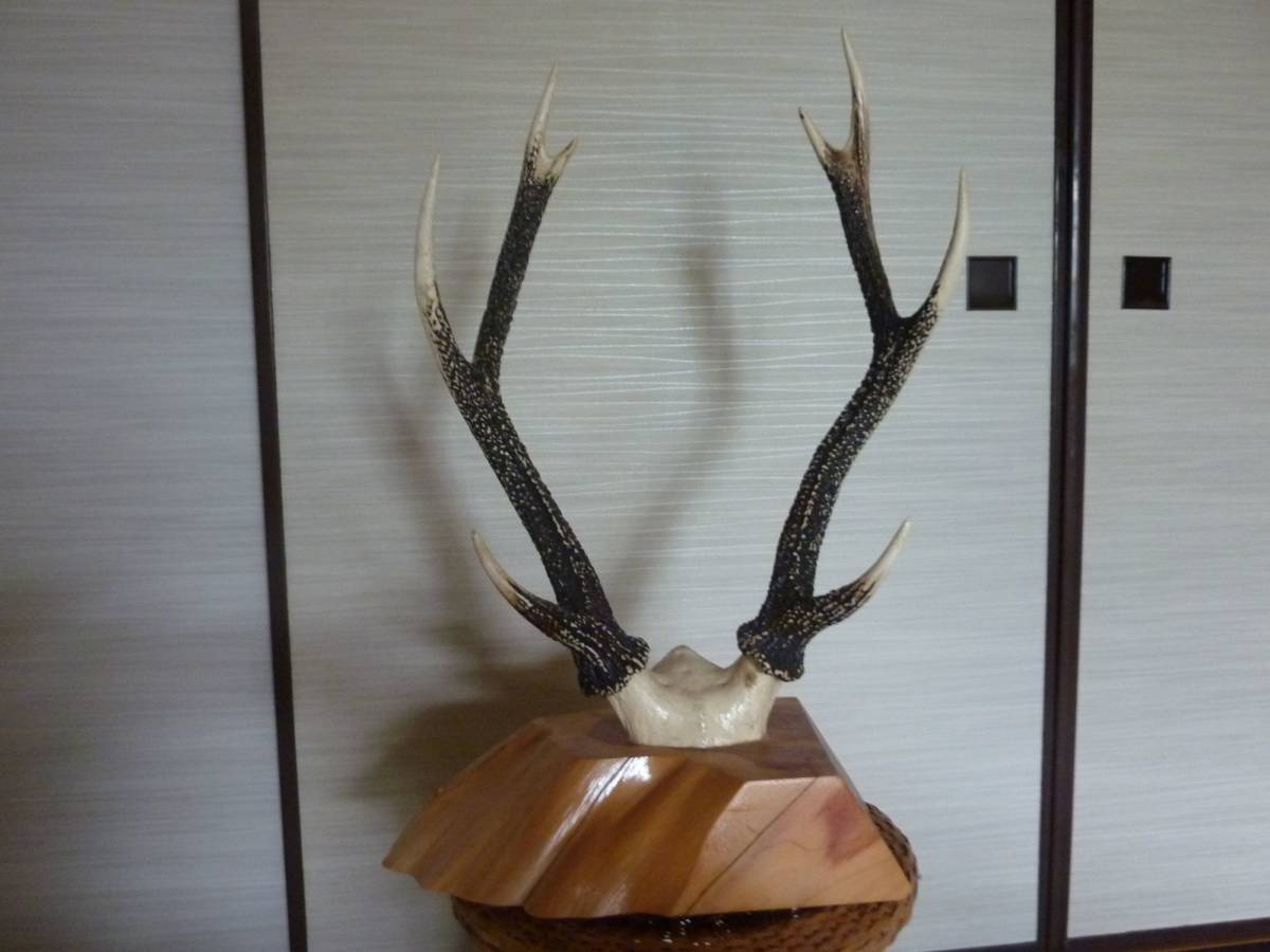 格安 折れ角 鹿の角 10本セット 鹿角 えぞ鹿 エゾ鹿 エゾシカ 剥製