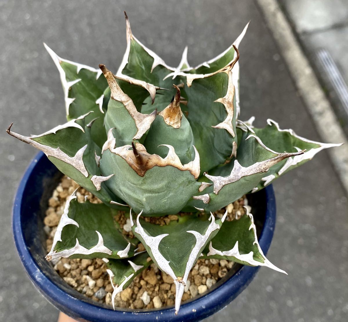 今回の投稿は 〜チタノタ 大甲蓋〜 別名が山亀やらカビゴンやらブラックダイヤモンドだとか…あるらしい…謎。 いくつかある中でこの株は成長が遅い上におかしな葉の展開…。  #agave #titanota #titanotablackdiamond #アガベ #チタノタ #ブラックダイヤモンド #山亀 ... チタノタ 山亀錦 中斑 希少株 発根活着済