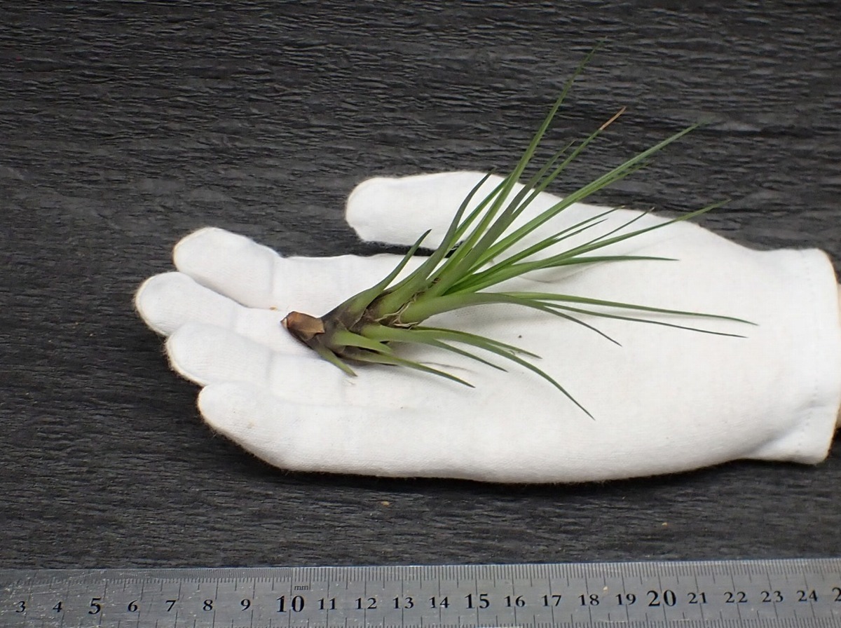 Tillandsia melanocrater 'tricolor' チランジア・メラノクラテル トリカラー★エアプランツCO★第四種送料無料★税別1円～!!_1