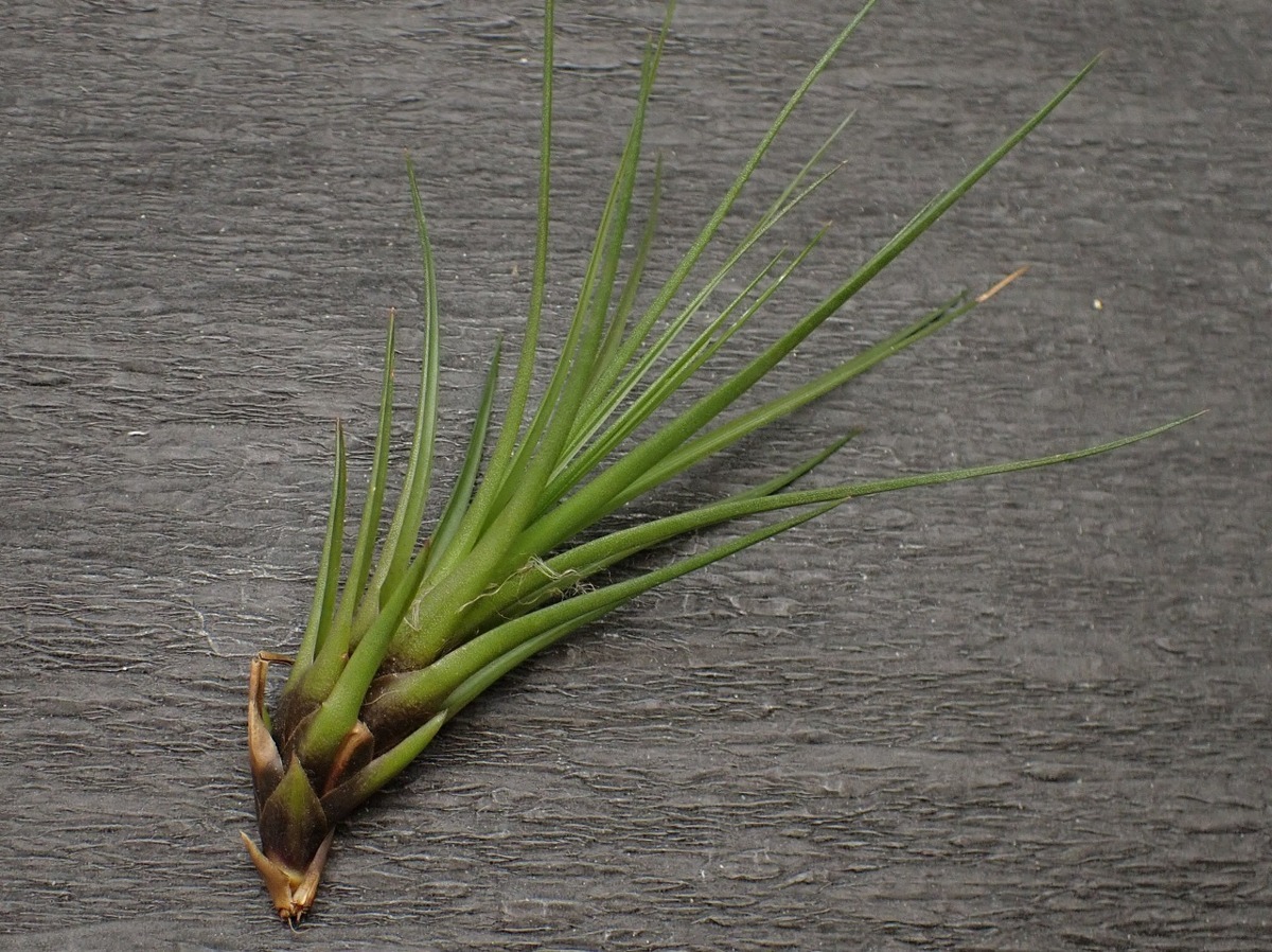 Tillandsia melanocrater 'tricolor' チランジア・メラノクラテル トリカラー★エアプランツCO★第四種送料無料★税別1円～!!_2