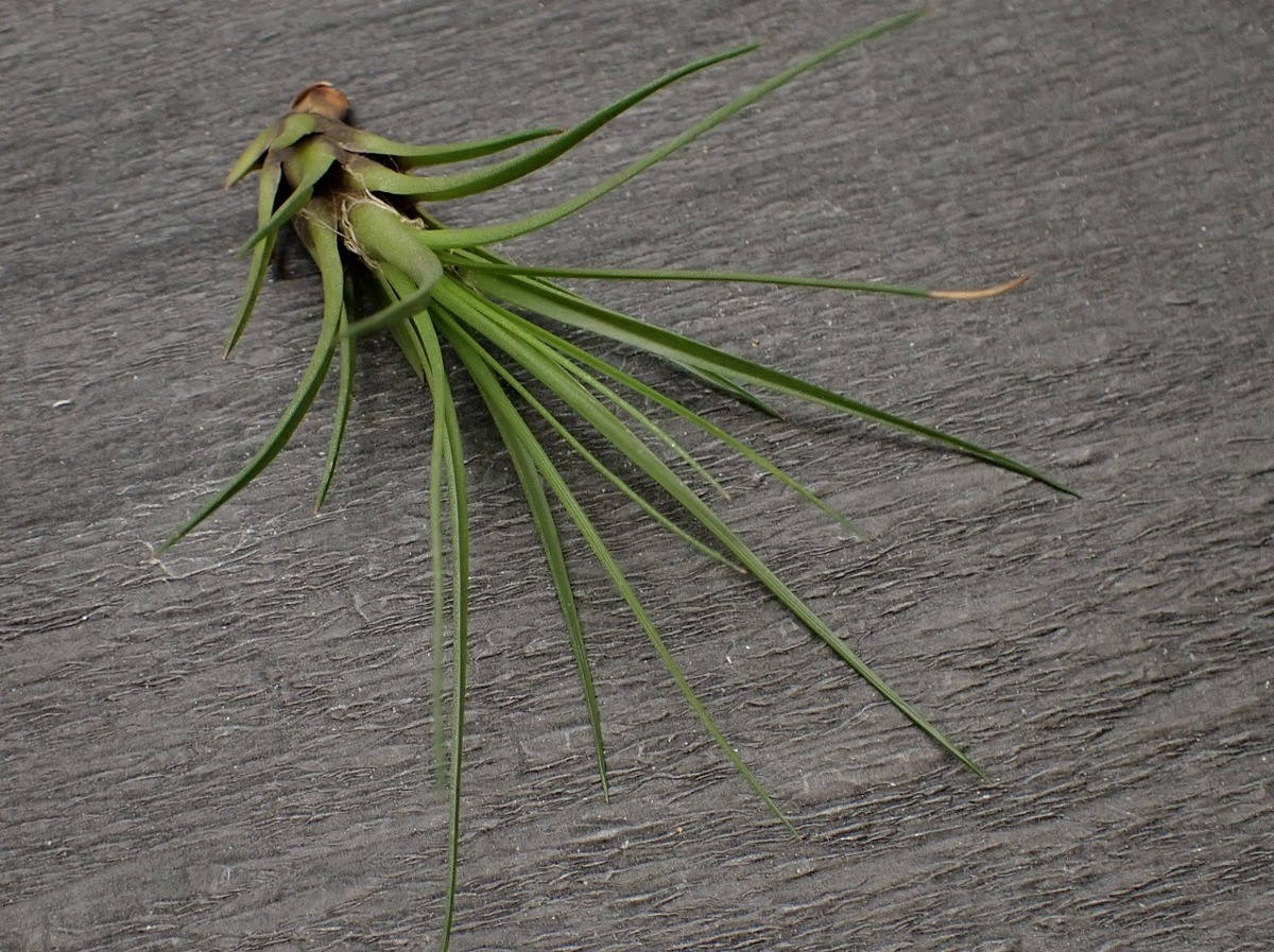 Tillandsia melanocrater 'tricolor' チランジア・メラノクラテル トリカラー★エアプランツCO★第四種送料無料★税別1円～!!_3