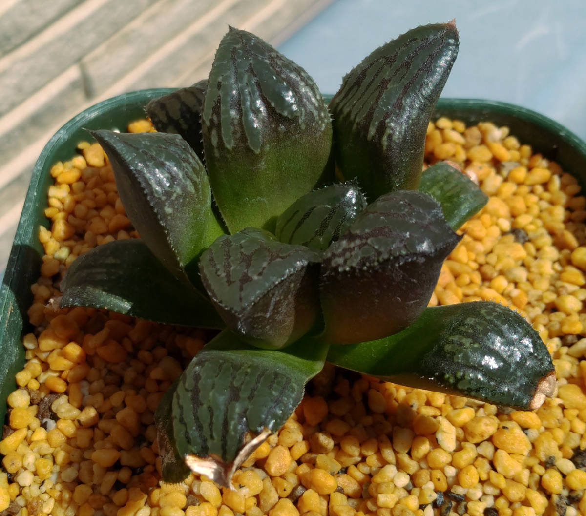 □多肉植物 ハオルチア属／正宗の一振り□ 多肉植物 ハオルチア