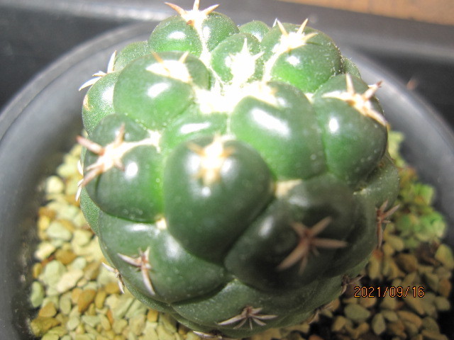 短刺象牙丸 | elephantidens 多肉植物・特別な鉢の販売 コリファンタ・短