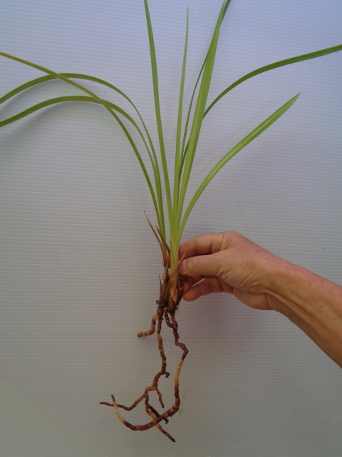 ●　寒蘭　高知県高岡郡四万十町十川（緋月ー黄金葉）①　A-24