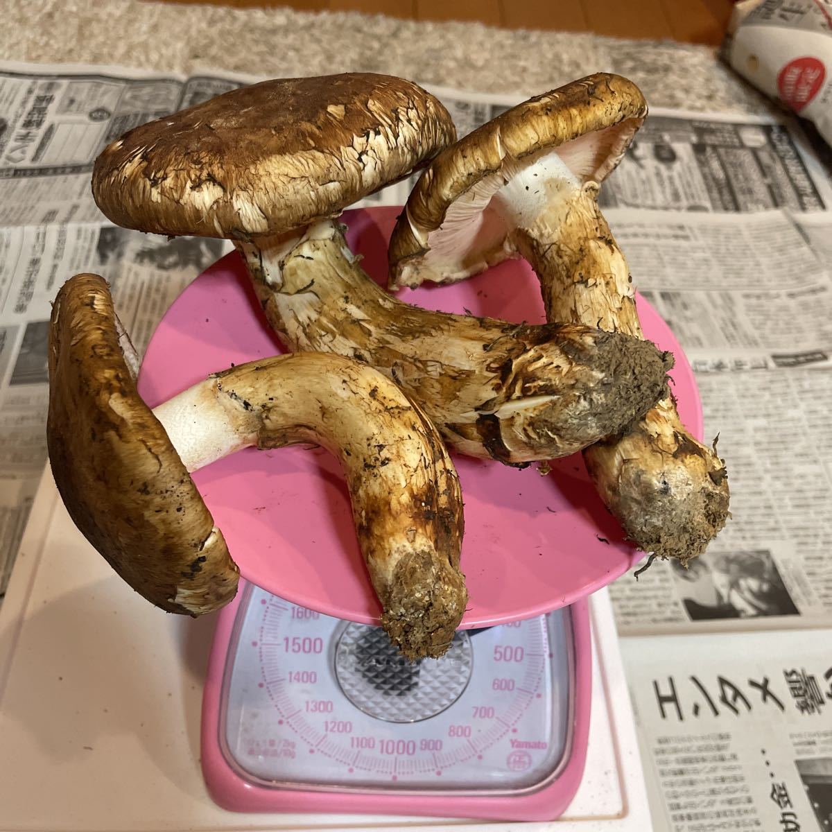 数量限定 特大「松茸」アメリカまたはカナダ産 | ④特大サイズわんこ 