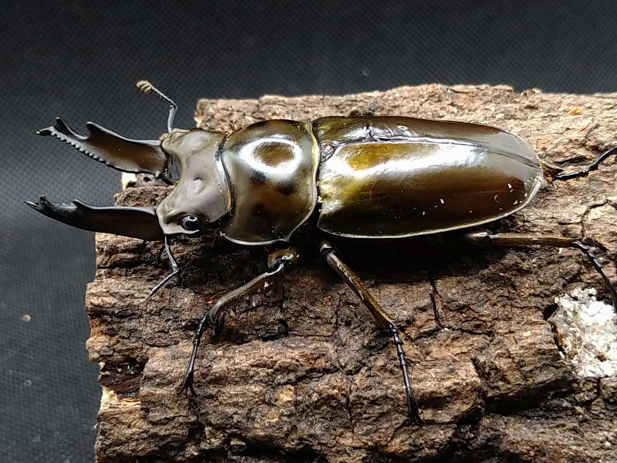 ババオウゴンオニクワガタ ババオウゴンオニ ペア | ♪ 49×41 新成虫 
