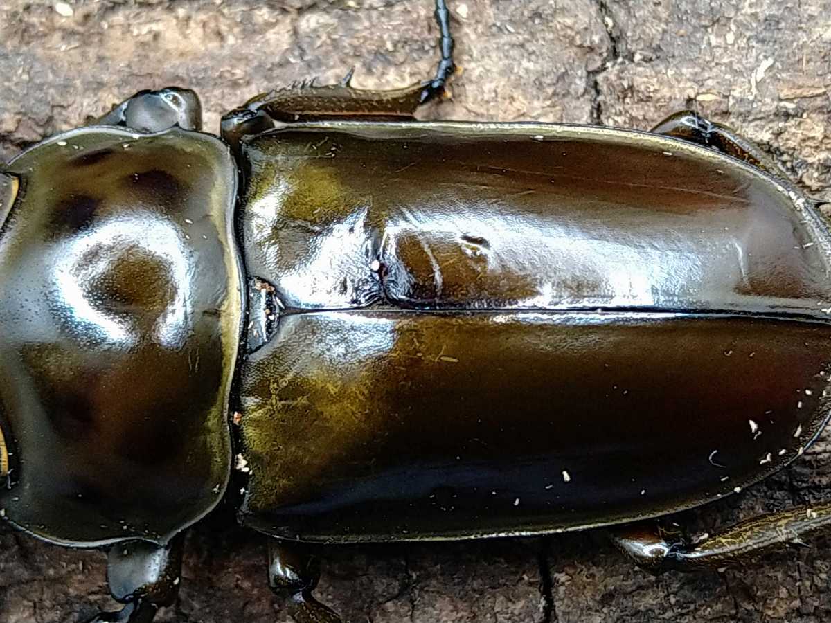 ババオウゴンオニクワガタ ババオウゴンオニ ペア | ♪ 49×41 新成虫 