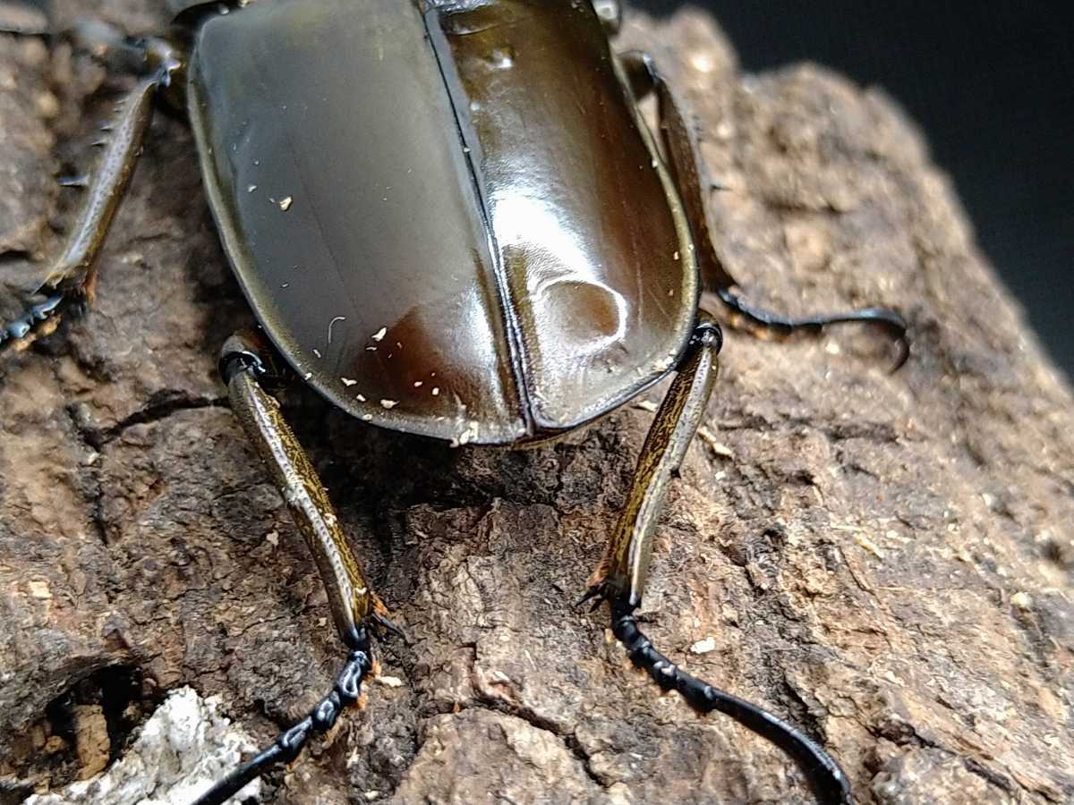 ババオウゴンオニクワガタ ババオウゴンオニ ペア | ♪ 49×41 新成虫 