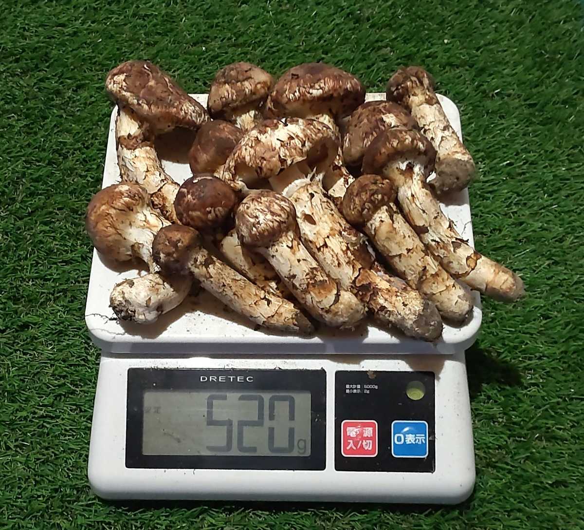  42 国産松茸 天然 9/19採り(マツタケ)｜売買されたオークション情報、yahooの商品情報をアーカイブ公開 - オークファン マツタケ