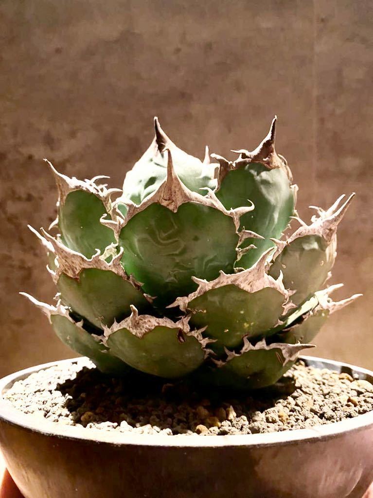 アガベ チタノタ fo-076 オテロイ FO-076 titanota Agave 種 0 ボール