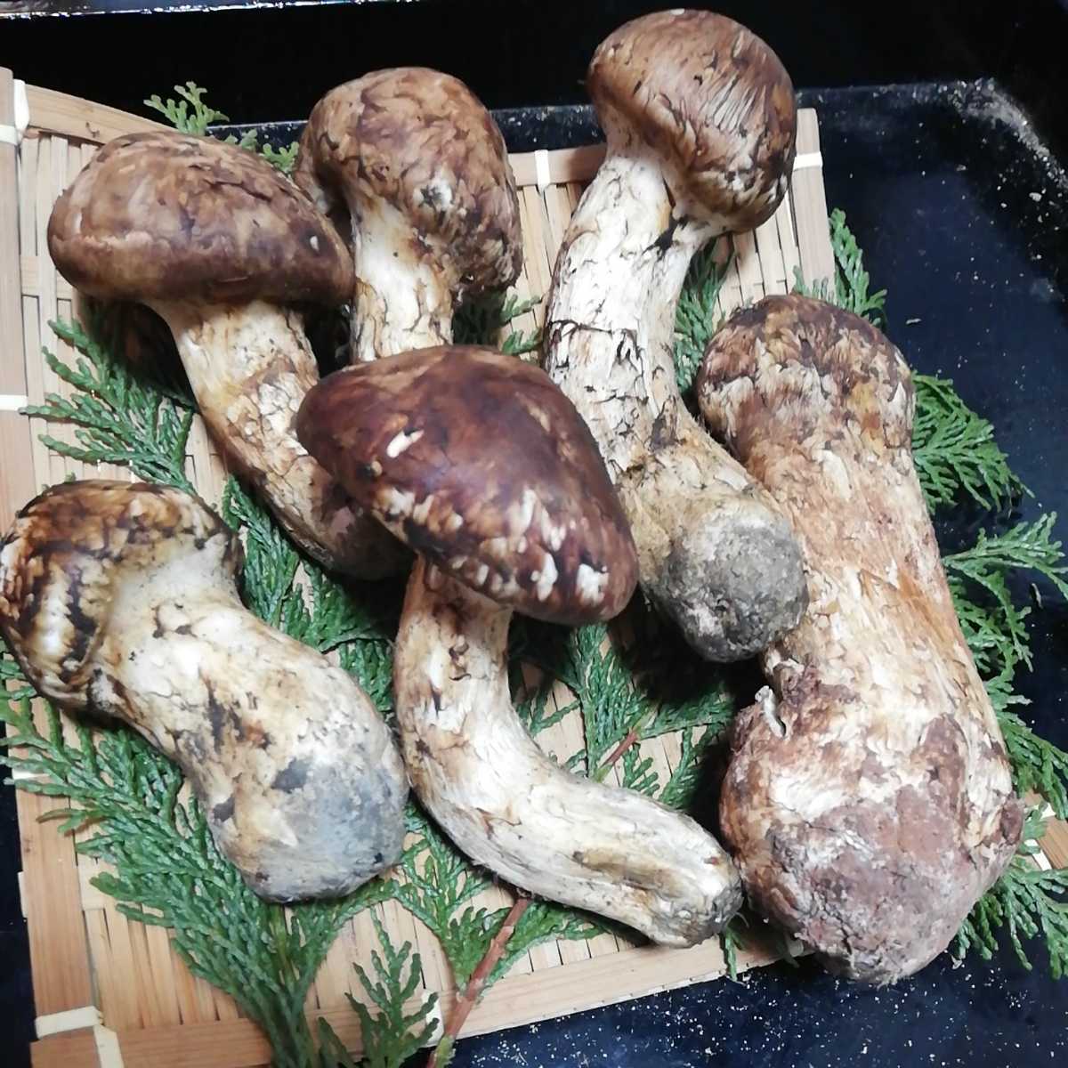 野菜⁄きのこ 産直アウル 松茸 長野県産松茸約100g 中村農園 【送料無料】