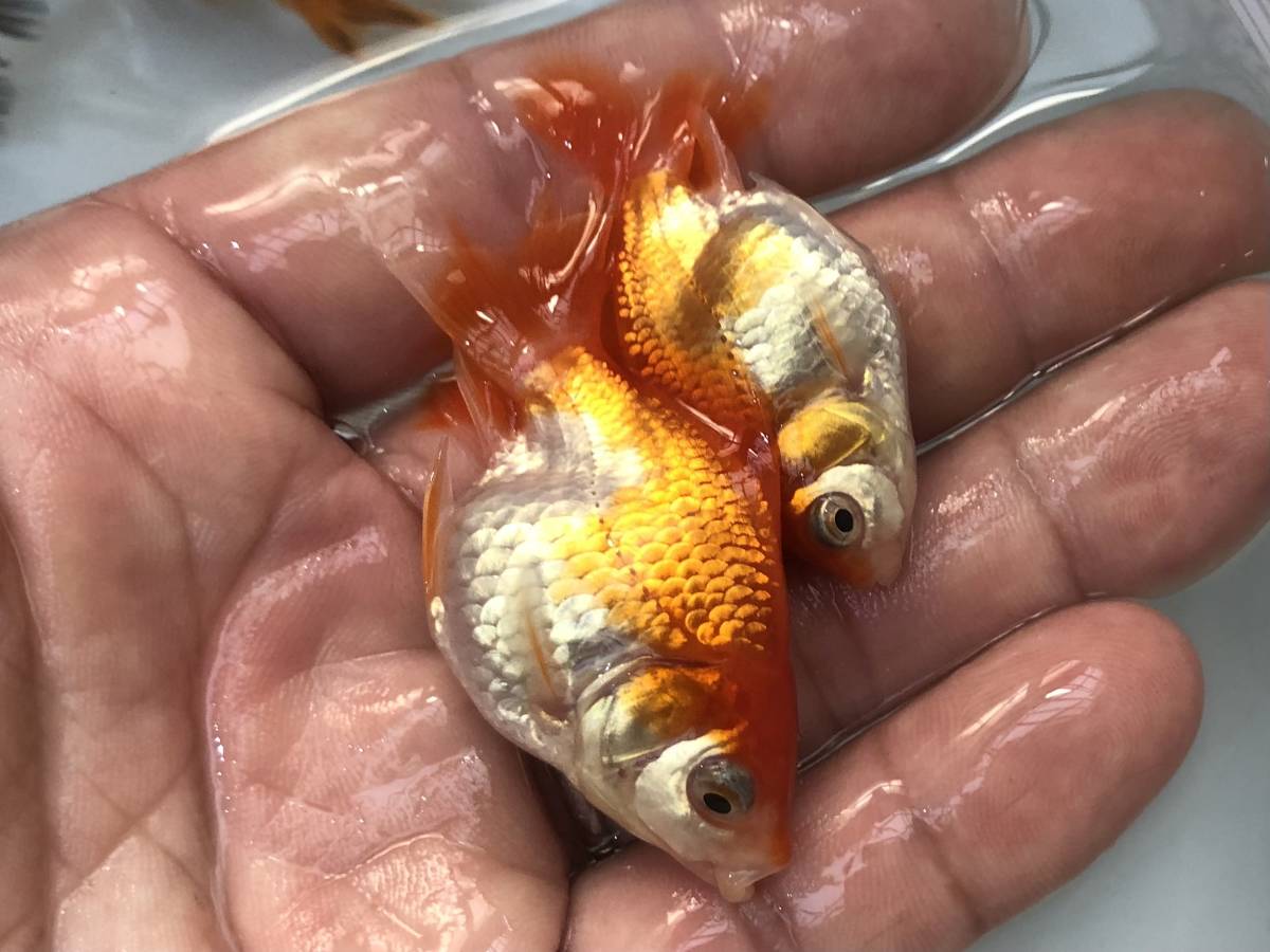 28 8 同梱可 極上極美個体 ハーフムーンテール トリカラーオランダ獅子頭 18cm位 Taocommunity Com