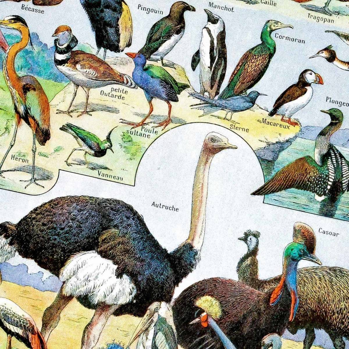 鳥 動物 図鑑 ビンテージイラスト 光沢 ポスター A3 バー カフェ クラシック インテリア バードウォッチング ダチョウ クジャク カモ 住まい インテリア 売買されたオークション情報 Yahooの商品情報をアーカイブ公開 オークファン Aucfan Com