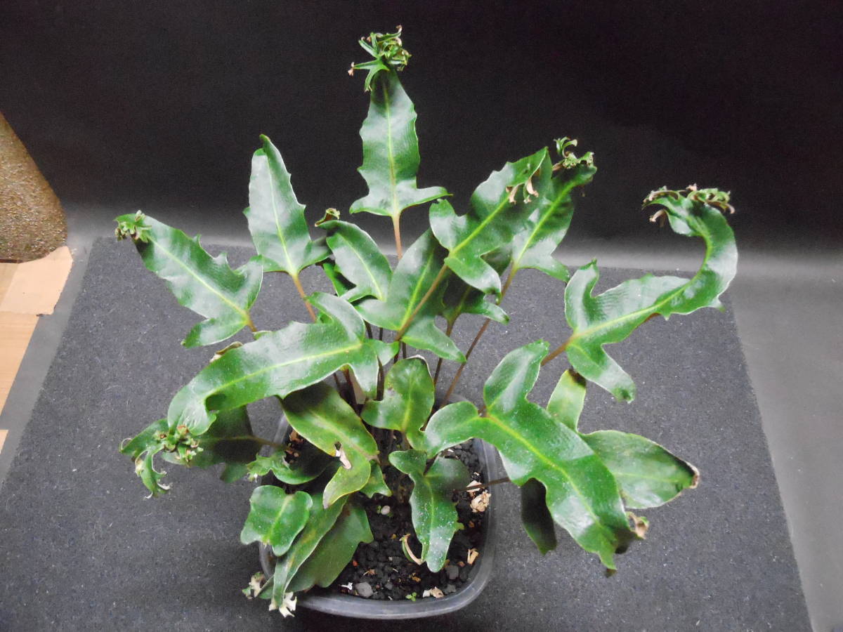 最新作，SALE nb山野草 斑入植物 古典園芸 イワオモダカ 川音獅子 大株本芸(花、園芸)｜売買されたオークション情報、yahooの商品情報をアーカイブ公開 - オークファン その他