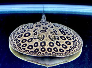 淡水エイのヤフオク の相場 価格を見る ヤフオク の淡水エイのオークション売買情報は76件が掲載されています