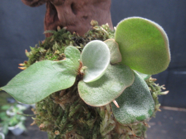 P.elephantotis エレファントティス アンゴレンセ ビカクシダ Botany 