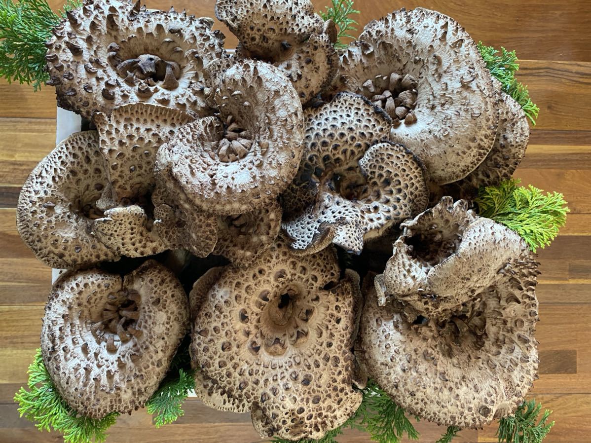岩手県産　天然キノコ　乾燥香茸　200g 岩手県産 天然キノコ 乾燥香茸 200g 楽天市場】乾燥 香 茸の通販