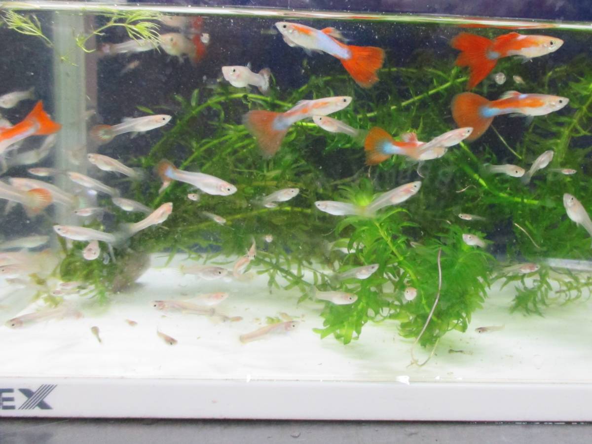 ミックス グッピー 50匹 A 不揃い サイズ 水草おまけ 発送日限定 手渡し グッピー 売買されたオークション情報 Yahooの商品情報をアーカイブ公開 オークファン Aucfan Com ミックス グッピー 50匹 A 不揃い サイズ 水草おまけ 発送日限定 手渡し グッピー 売買されたオークション情報 Yahooの商品情報をアーカイブ公開 オークファン Aucfan Com