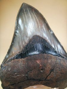 メガロドン 化石のヤフオク の相場 価格を見る ヤフオク のメガロドン 化石のオークション売買情報は14件が掲載されています