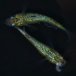 青ラメのヤフオク の相場 価格を見る ヤフオク の青ラメのオークション売買情報は352件が掲載されています