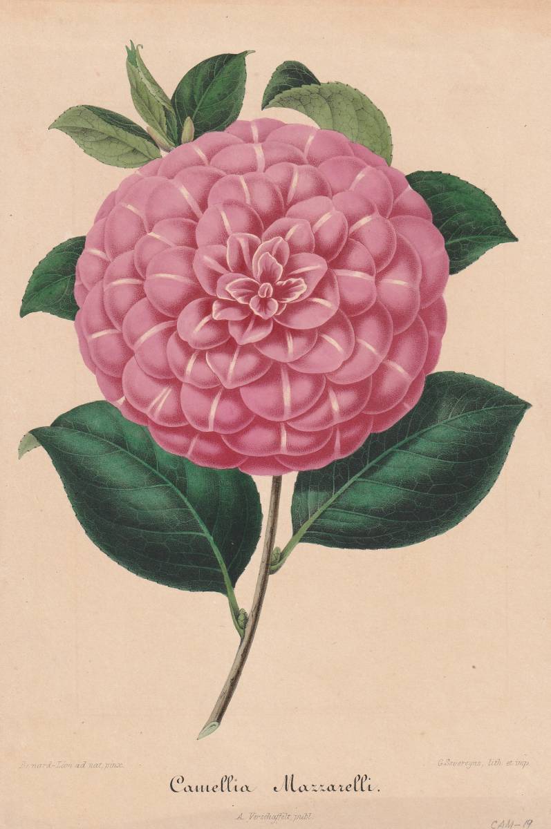 フランスアンティーク 博物画 植物画『Camellia12』 多色刷り石版画 ボタニカルアート
