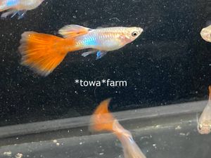 グッピーのヤフオク の相場 価格を見る ヤフオク のグッピーのオークション売買情報は1 127件が掲載されています