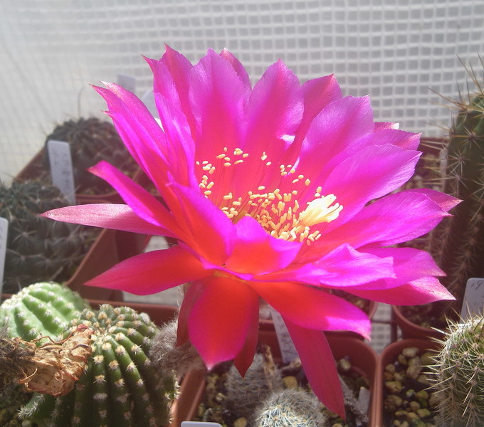 パープルリーフカクタス Opuntia 10粒 Santarita 種子 安価 Santarita